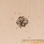 Fleurs - Statice Sinuata Variée - MEDIA_3D